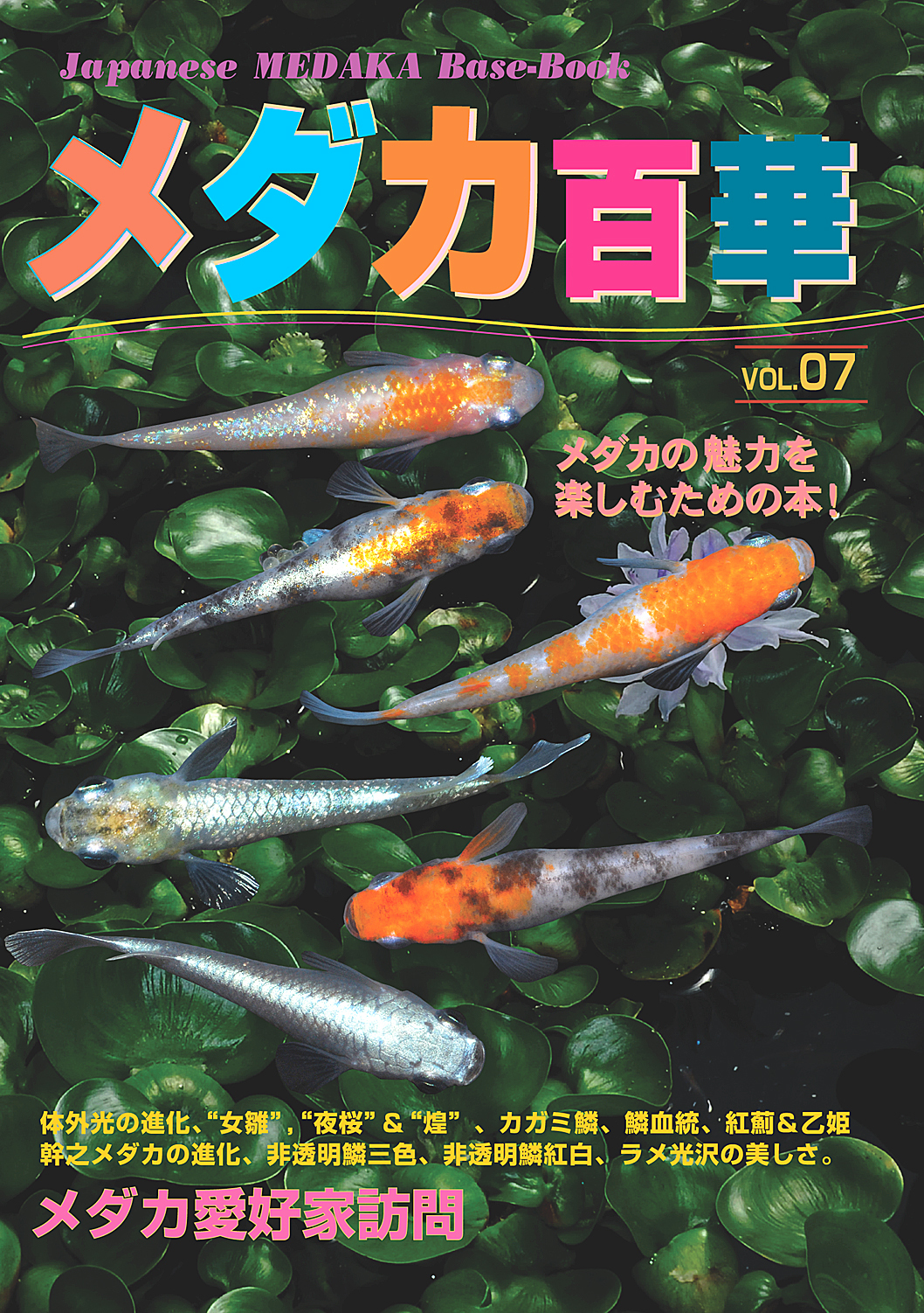 Yahoo ブログから引っ越してきました 熱帯魚と改良メダカと日本の水生生物 でもって時々らんちゅう Part Ii